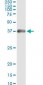 SCHAD / HADHSC Antibody (clone 4B5)